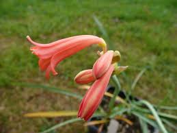 Image result for Cyrtanthus galpinii