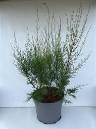 Image result for tamarix ramosissima pink cascade