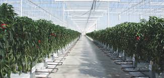 Specialized fluorescent lights designed specifically for growing plants, often called grow lights, are readily available from virtually any source that sells indoor gardening supplies. Horticulture Lighting From Osram I Led Grow Lights And Solutions Professional And Industrial Applications