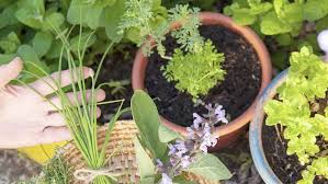 In vaso, in balcone o in giardino. Come Coltivare Le Piante Aromatiche In Casa Informatorecoopfi It