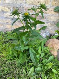 Image result for Pentanema indicum