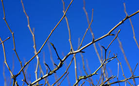 Give the bees a chance to pollinate your trees. Fruit Tree Care Spraying Dormant Oil Stark Bro S