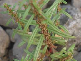 Image result for Nesaea passerinoides
