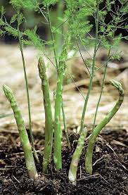 Why Grow Asparagus Growing Asparagus From Seeds Garden Season Planting Guide Growing Vegetables Growing Asparagus Plants