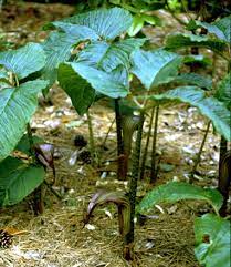 The arum family (araceae), of which it is a member, contains 27 genera and six other species within the genus arisaema. Arisaema Speciosum