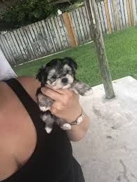 We did not find results for: Morkie Puppies For Sale Miami Fl 278398 Petzlover