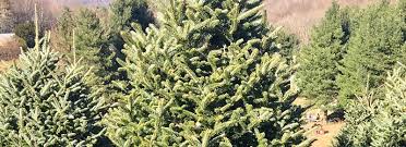 Check spelling or type a new query. Stein Discusses Holiday Tree Care At A New Level Live Trees