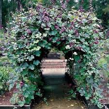 See the best & latest lablab plus seed free shipping on iscoupon.com. Hyacinth Bean Red Leaved Vine Seeds Dolichos Lablab 15 Seeds Under The Sun Hyacinth Bean Vine Flower Seeds Planting Flowers