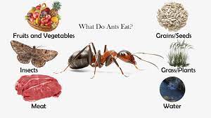 Ants are both a gardener's friend and foe. What Do Ants Eat Feeding Nature