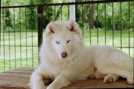 Siberian huskies originated in northeast asia where they are bred by the chukchi people of siberia for sled pulling, and companions. White Siberian Way Intimidating Look White Siberian Husky White Husky Husky Dogs