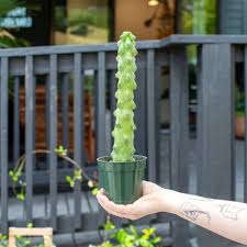 Image result for Myrtillocactus geometrizans