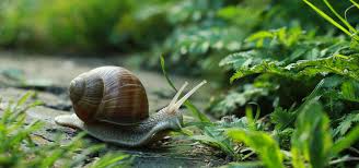 While they do require feeding and watering at least every other day, they are easy to take care. Dear Modern Farmer Can I Eat The Snails From My Garden Modern Farmer
