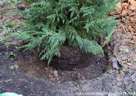 What to plant instead of leyland cypress and why? How I Plant Trees And Shrubs In Georgia S Red Clay Soil Between Naps On The Porch