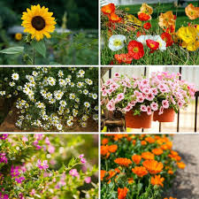 The yellow ones were completely ignored while the magenta blooming ones seemed to attract all the. 21 Flowers You Can Plant In Your Vegetable Garden Diy Crafts