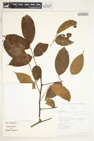 Image result for Ipomoea linosepala