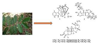 Image result for Tricalysia sp. E