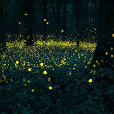 نتیجه جستجوی لغت [fireflies] در گوگل