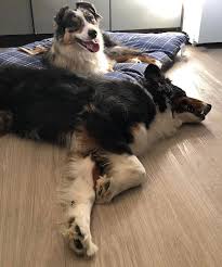 We did not find results for: How To Keep My Australian Shepherd Off The Furniture Aussie University