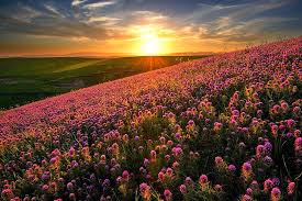 Maybe you would like to learn more about one of these? Hd Wallpaper Purple Petaled Flower Field Nature Landscape Sunset Flowers Wallpaper Flare
