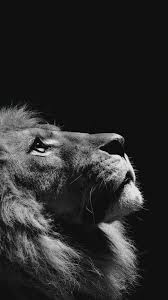 60 Amazing Animal Iphone Wallpaper Free To Download Godfather Style Lion Photography Animals Black And White Lion Pictures