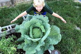 Growing Together Local Students Win Scholarships For Growing The Best Cabbage Inforum Fargo Moorhead And West Fargo News Weather And Sports