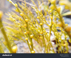 Image result for Psilotaceae