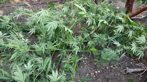 Click to see full answer. Authorities Arrested 148 People Involved In Illegal Marijuana Cultivation In California