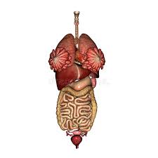 Internal human anatomy human body muscular system digestive system anatomy stomach. Female Internal Anatomy Stock Illustration Illustration Of Science 20085569