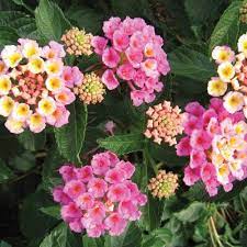 Bandana Pink Lantana Camara Proven Winners Lantana Camara Lantana Lantana Flower