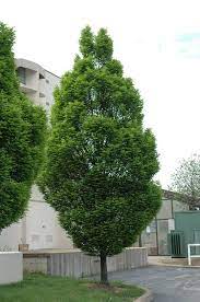 Upright European Hornbeam Carpinus Betulus Fastigiata At Chalet Nursery Plants Deciduous Trees Ornamental Trees