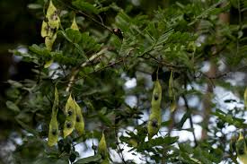 Image result for Dalbergia fischeri