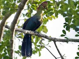 Image result for Turraea fischeri