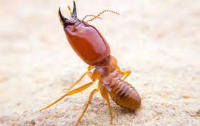 Prompt and professional termite company to protect your home from termites. Termite Control Pest Management In Alexandria Va