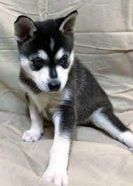Alaskan Klee Kai Puppy For Sale In Aumsville Or Adn 57456 On Puppyfinder Com Gender Male Age 6 We Alaskan Klee Kai Puppy Alaskan Klee Kai Puppies For Sale