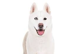 We did not find results for: Siberian Husky Dog Breed Information