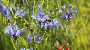 Am sonntag, 11.07.2021, sehen sie um 8:30 uhr eine neue ausgabe der fernsehsendung mdr garten. Mdr Garten Der Garten Ratgeber Im Mdr Fernsehen Und Im Internet Mdr De