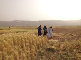 If growing wheat is not favourably because of our climate, why are they supporting the farmers. Agronomy Free Full Text Durum Wheat Triticum Durum Desf Origin Cultivation And Potential Expansion In Sub Saharan Africa Html