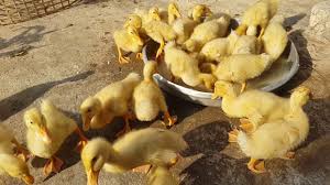 Chăm đàn vịt con thật thú vị GCSQ Flock of ducks - YouTube