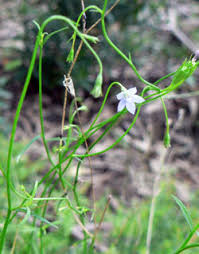 Image result for Wahlenbergia persimilis