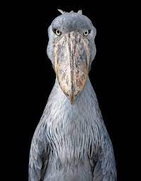 picozapato 希少動物 珍しい動物 動物 顔