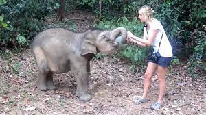 Find professional funny elephant videos and stock footage available for license in film, television, advertising and corporate uses. Baby Elephants Funny Baby Elephant Videos Compilation 2018 Crias De Elefantes Recopilacion Youtube
