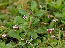 Image result for Phyla nodiflora