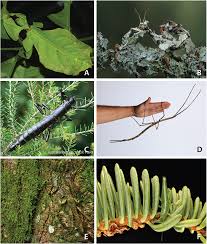 Image result for Crypsis