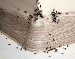 Boric acid is a natural insecticide which can be mixed with honey to effectively kill ants and. Getting Rid Of Sugar Ants In The Kitchen Thriftyfun