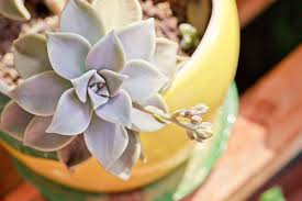 Maybe you would like to learn more about one of these? Ghost Flower Plant Care How To Grow A Graptopetalum Ghost Plant