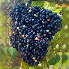 Image result for Ampelocissus africana