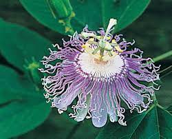 Maybe you would like to learn more about one of these? State Flowers Tennessee Secretary Of State