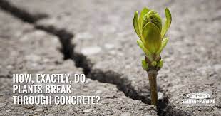 Not all bamboo does this! How Exactly Do Plants Break Through Concrete Cny Sealing