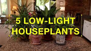 Indoor plant low light cold. 5 Low Light House Plants Quick Version Youtube