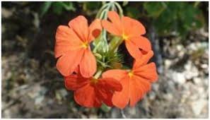 Image result for Commiphora viminea